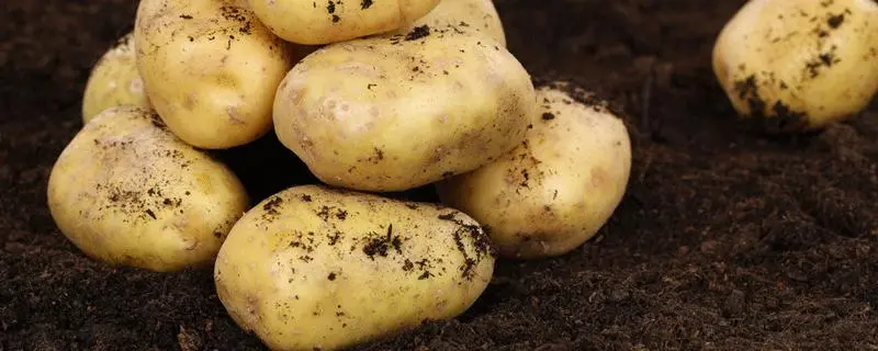 土豆发芽怎么种植盆栽，都有哪些注意事项