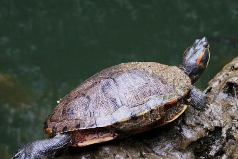 巴西彩龟可以长到什么程度，体长可达到30厘米左右