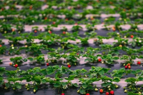草莓炭疽病怎么防治，可选择抗病品种、避免重茬种植
