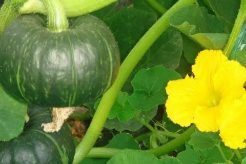 贝贝南瓜种植方法，怎样在家种出南瓜