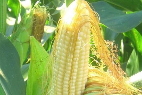 先玉1732玉米种子介绍，适宜播种期4月下旬至5月上旬