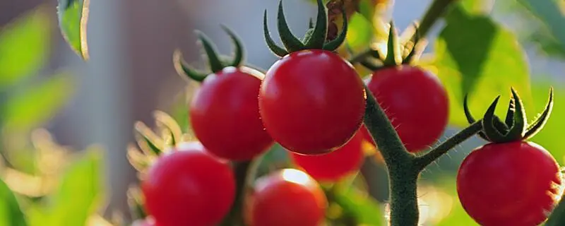 盆栽西红柿的种植方法，专家教授您技巧