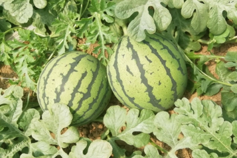 西瓜和甜瓜套种植，怎样提高收成