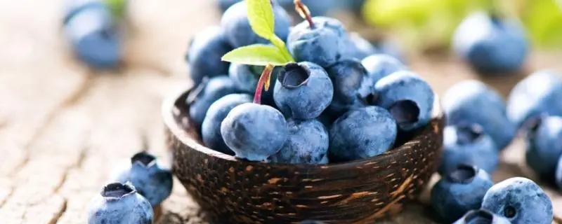 蓝莓有哪些品种，选择正确的蓝莓品种很重要