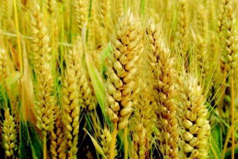 旱麦728小麦种简介，播期9月15-25日