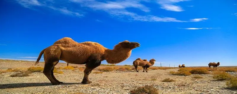 骆驼养殖的经济效益，多功能的养殖项目