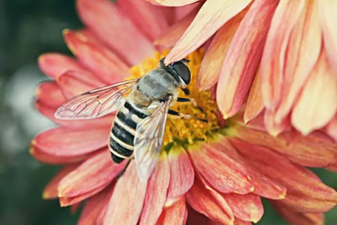 蜜蜂春繁怎样管理，有哪些技巧和注意事项