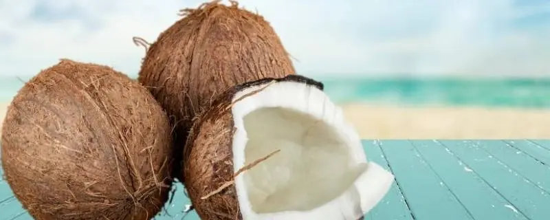 带壳的椰子怎样栽培能发芽，技巧和注意事项