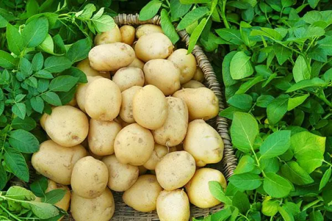马铃薯配方施肥方法，专家为你解答