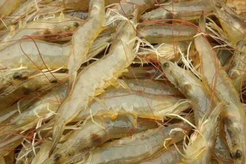 南美白虾两种烹饪方式，品味南美白虾的不同风味