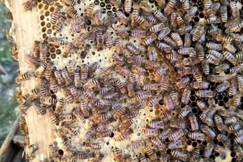 蜜蜂越冬的条件，一要温度适宜二要饲料充足