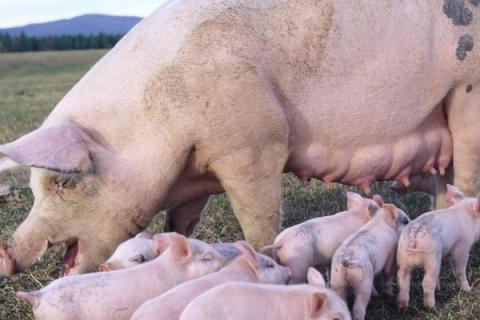 母猪产后用什么药物消炎，可用阿莫西林拌料饲喂