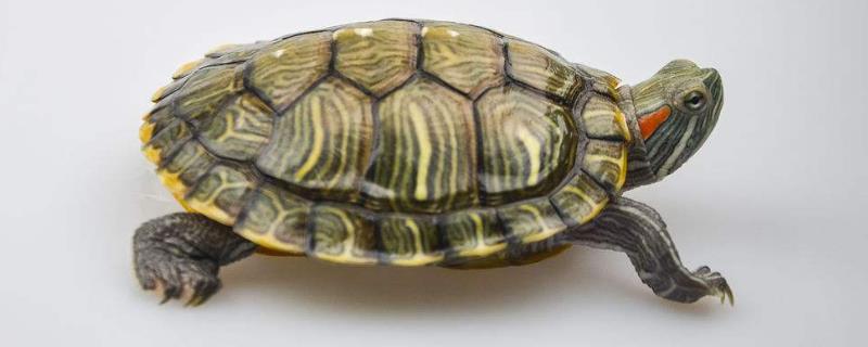 巴西红耳龟的寿命，其寿命与养殖环境和方式有关
