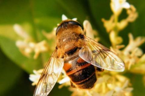 雄蜂是不是蜂王产卵发育的，多是蜂王的后代少数是工蜂繁殖的