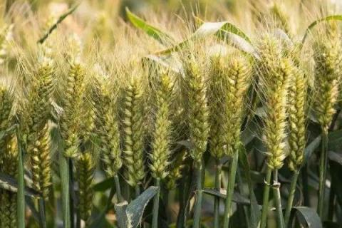 阎麦5811小麦种子简介，适宜播期10月上中旬