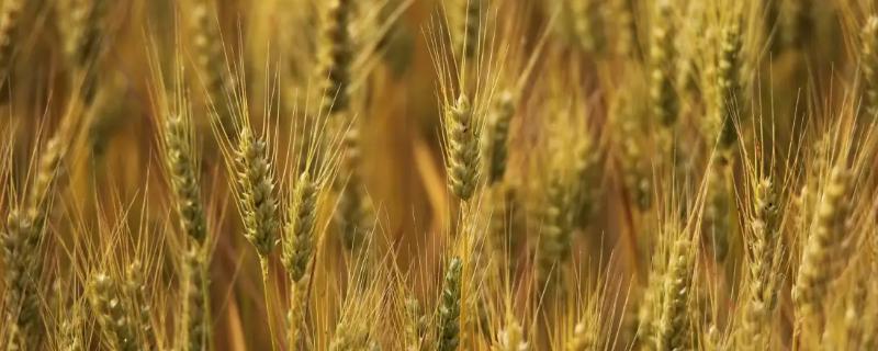唐麦76小麦种子特点，注意防治病虫害
