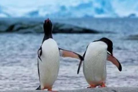 企鹅的寿命，平均寿命在10年左右