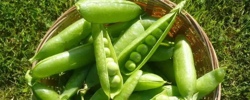 什么时候种豌豆，适合春季种植的蔬菜