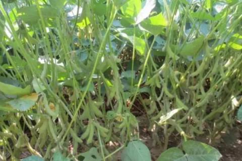 益农豆510大豆种子介绍，该品种亚有限结荚习性