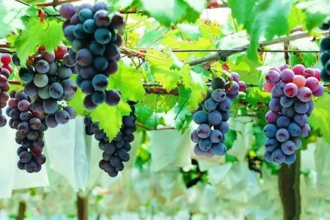 葡萄种植的最佳时间，种植的方法