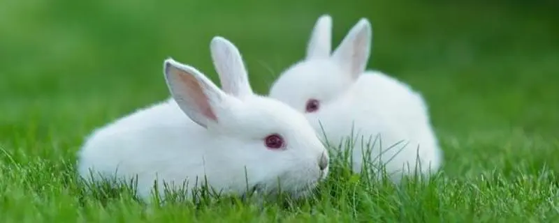 最凶的兔子种类，它们的名字都是什么