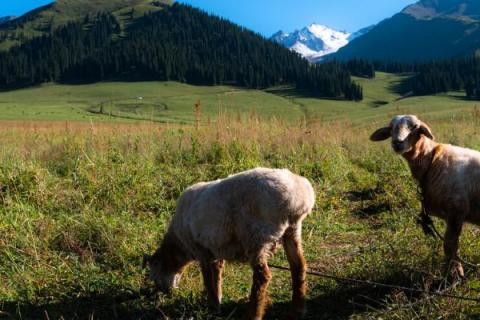羊的繁殖期在几月，绵羊的繁殖期主要集中在8-10月