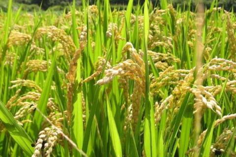 闽红两优727（试验名称：闽红两优727）水稻种子介绍，高抗白叶枯病（1.0级）