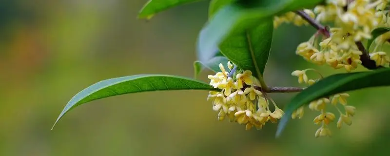 四季桂花有几个品种，全面解析四季桂花的多样性