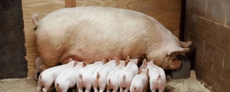 母猪不吃食的原因，可能是体内胎儿逐渐增长导致的