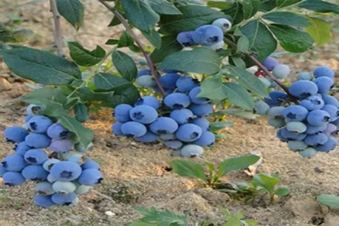 蓝莓树扦插时间与方法，应该在什么时候扦插