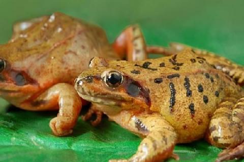 林蛙和哈士蟆是同一品种吗，是同一个品种