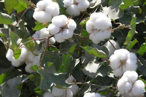 湘K18棉花种子简介，每亩种植1300-1500株