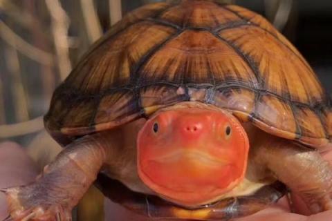 红面蛋龟的外形特点，背甲椭圆形、脸部具红色花纹