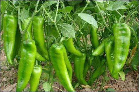 辣椒如何提高产量，防治病虫害