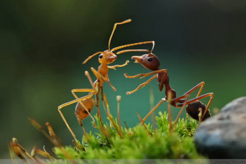 蚂蚁养殖利益