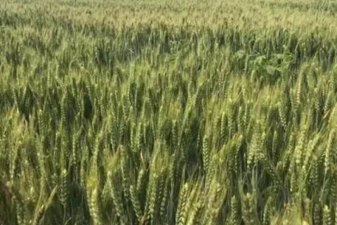 西高9924小麦种子简介，适宜播期10月上中旬
