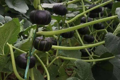贝贝南瓜种植方法，怎样在家种出南瓜