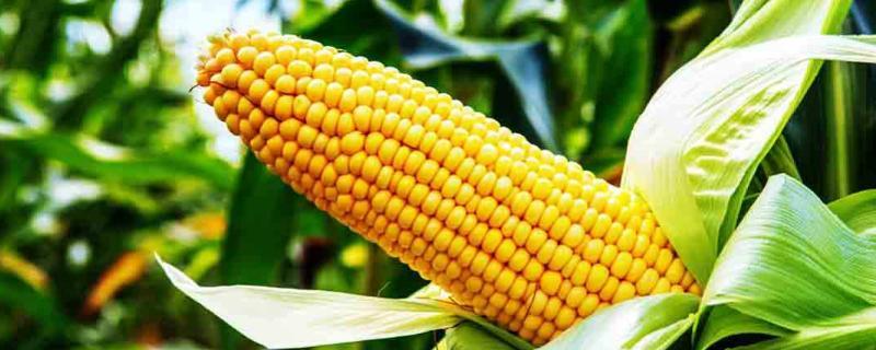 浙单14玉米种子简介，种植密度每亩3300株
