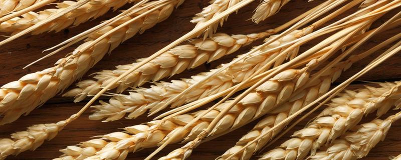 武农6号小麦品种简介，适宜播期10月中下旬