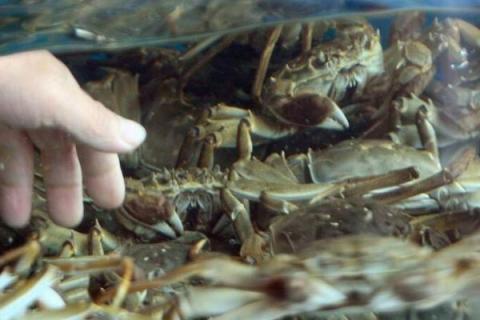 吃了死了的大闸蟹会怎么样，可能会导致中毒等
