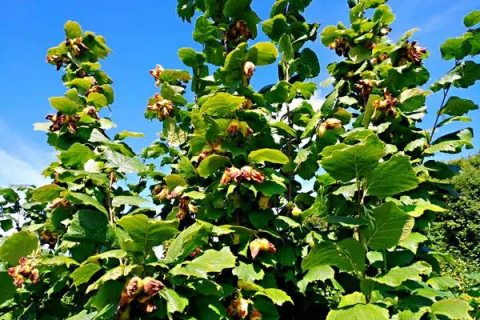 榛子树是嫁接还是种植的，怎么辨别选择种植方法