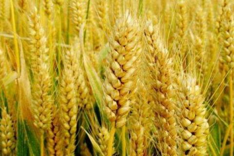 福麦3号小麦种子简介，区试平均生育期253.7天