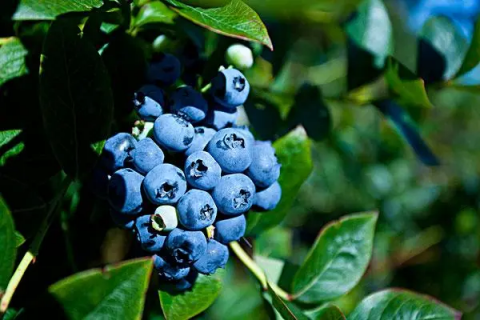 蓝莓有哪些品种，选择正确的蓝莓品种很重要