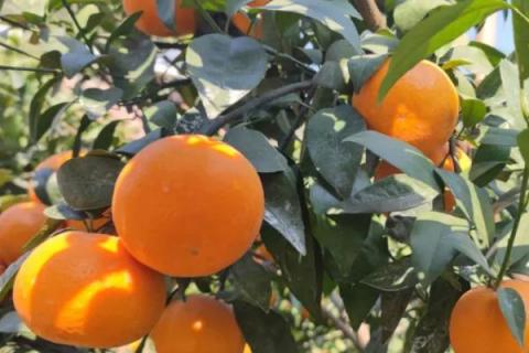 橘子常见品种，常见的有砂糖桔、蜜桔、沃柑等