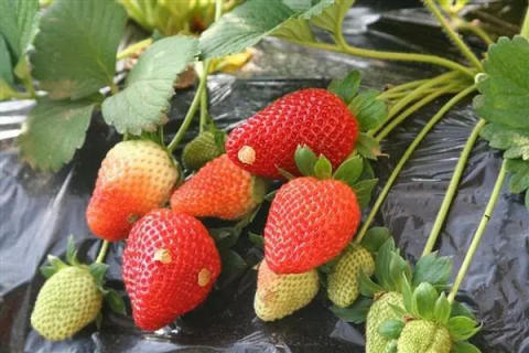 草莓怎么存放保鲜