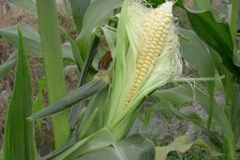 渭玉311玉米种子特征特性，两年区试平均生育期122天