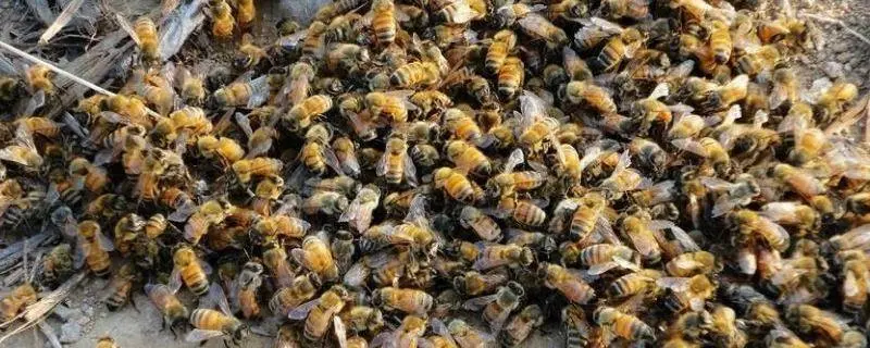 蜂喂炼糖能不能快速繁殖，蜜蜂喂糖对繁殖的影响