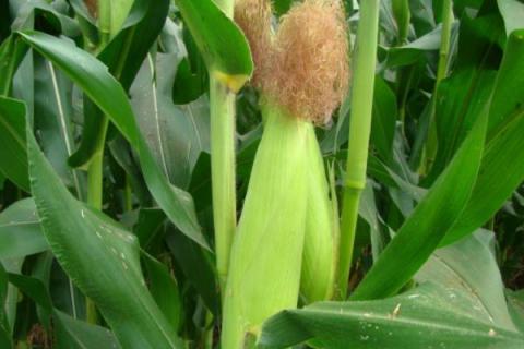 桦单18玉米种子介绍，注意防治大斑病和丝黑穗病