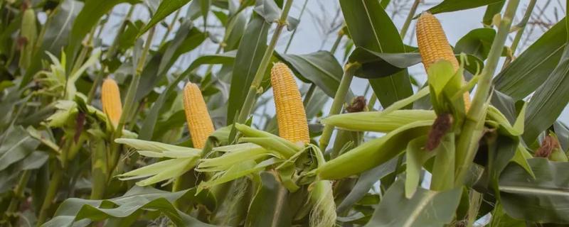 强盛191玉米品种简介，适宜播期4月底至5月初