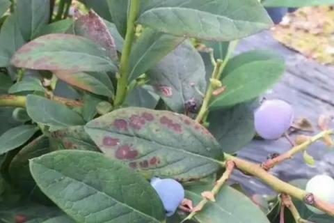 蓝莓鞋带病的症状，受害植株花瓣呈紫红色或红色